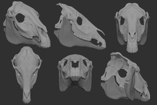 Horse/Equine - Skull base
