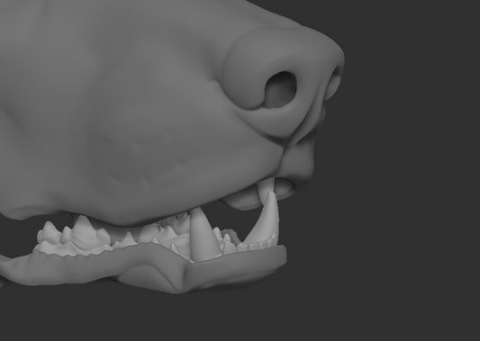 Doberman/Domestic dog no.2 - Jawset