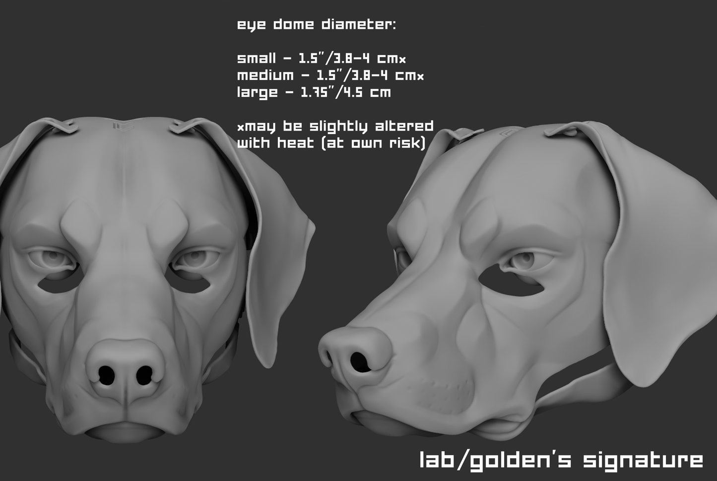 Labrador or golden retriever/Domestic dog no. 5 - Head base