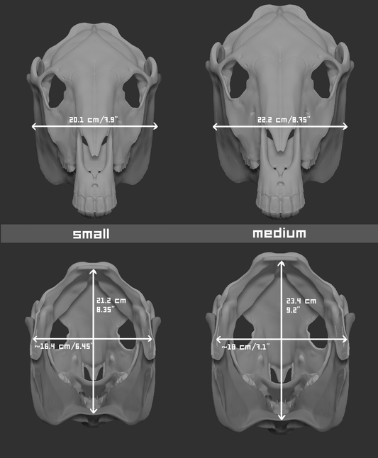 Horse/Equine - Skull base
