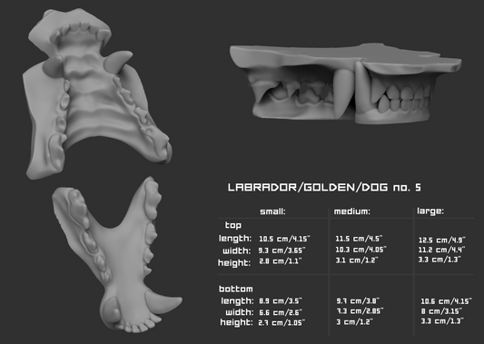 Labrador or golden retriever/Domestic dog no.5 - Jawset