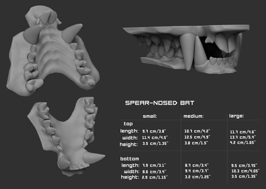 Spear-nosed bat - Jawset