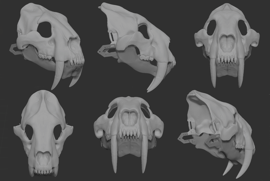 Smilodon/sabertooth cat - Skull base