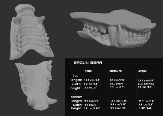 Grizzly/Brown bear - Jawset
