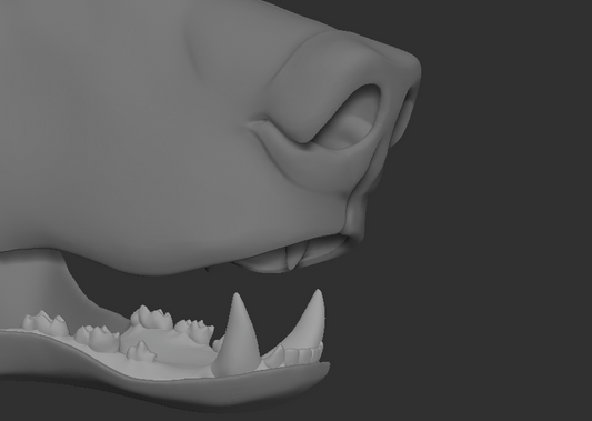 Grizzly/Brown bear - Jawset