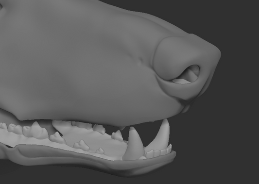 Borzoi/Domestic dog no. 1 - Jawset