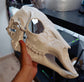 Discounted small deer skull base