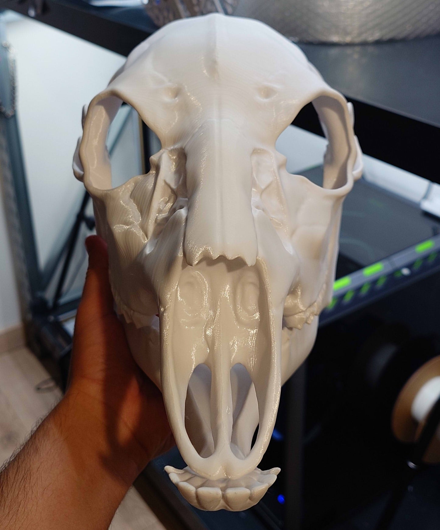 Discounted small deer skull base