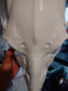 Discounted small deer skull base