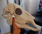 Discounted small deer skull base