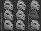 Smilodon/Sabertooth cat or tiger - Head base