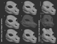 Short-faced Western dragon - Head base