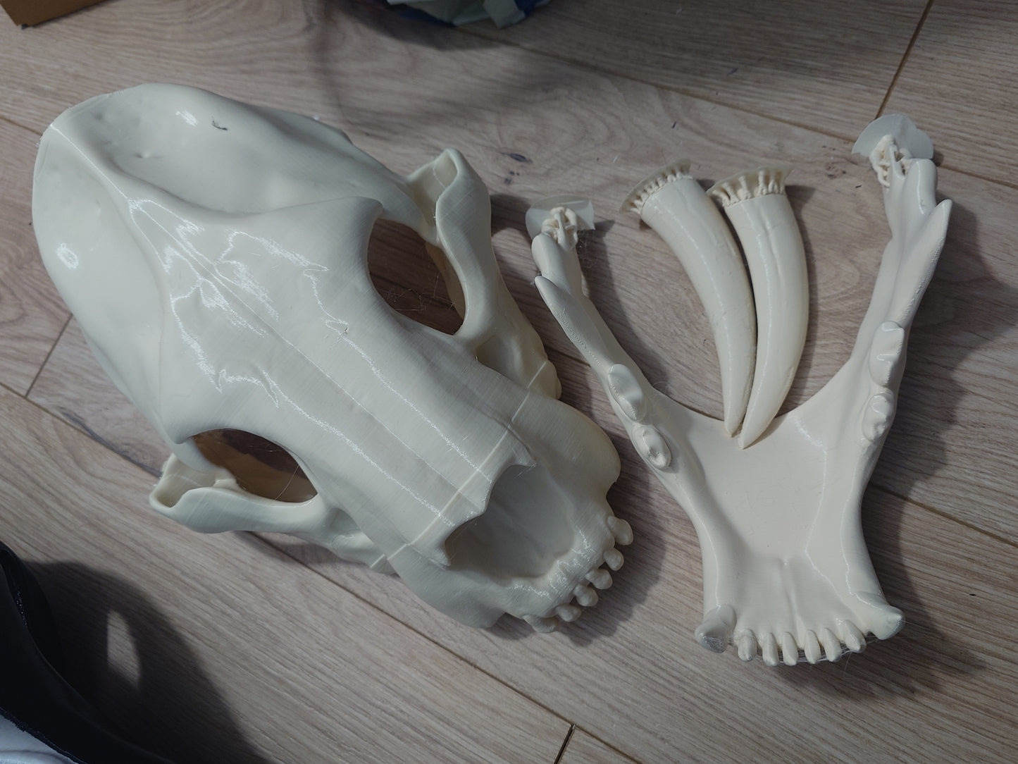 Discounted smilodon skuIl base