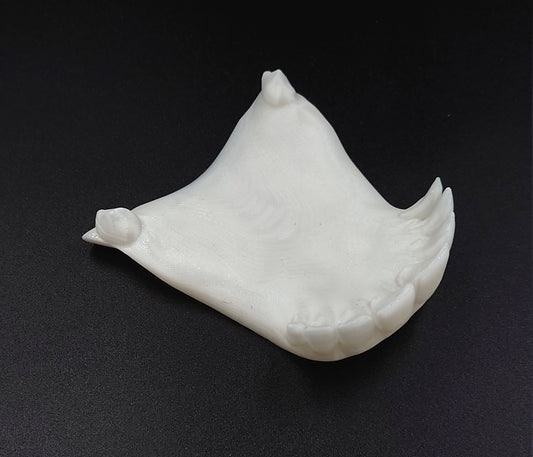 Medium pearl deer lower jaw (flawless)