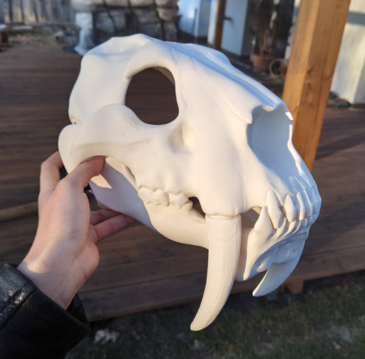 Smilodon/sabertooth cat - Skull base