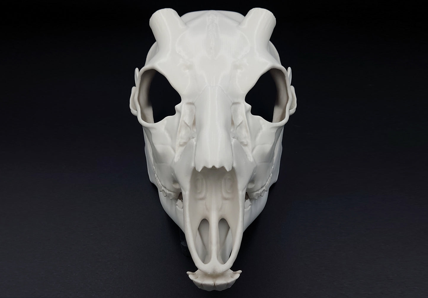 Small whitetail buck skull base - first print