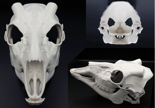Whitetail deer - Skull base